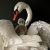 Ornate stuffed mute swan with chick