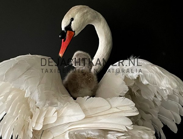 Ornate stuffed mute swan with chick