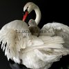 Ornate stuffed mute swan with chick