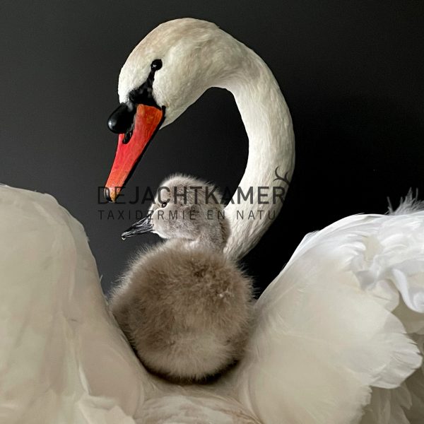 Ornate stuffed mute swan with chick