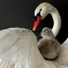 Ornate stuffed mute swan with chick