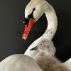 Ornate stuffed mute swan with chick