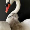 Ornate stuffed mute swan with chick