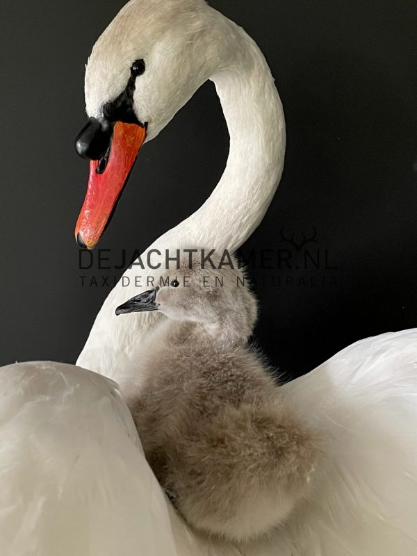 Ornate stuffed mute swan with chick