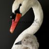 Ornate stuffed mute swan with chick