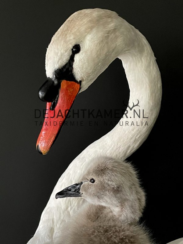 Ornate stuffed mute swan with chick