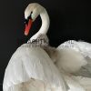 Ornate stuffed mute swan with chick