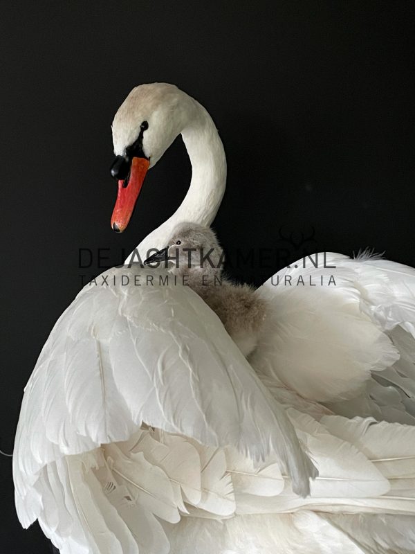 Ornate stuffed mute swan with chick