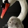 Ornate stuffed mute swan with chick