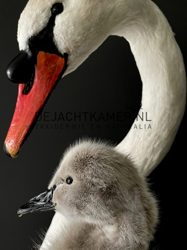 Ornate stuffed mute swan with chick