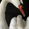 Ornate stuffed mute swan with chick