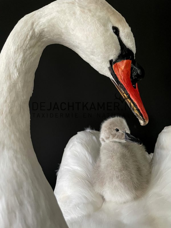 Ornate stuffed mute swan with chick