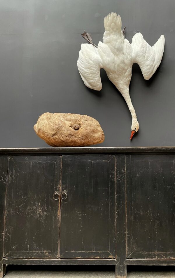 Stuffed mute swan as a still life