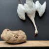 Stuffed mute swan as a still life