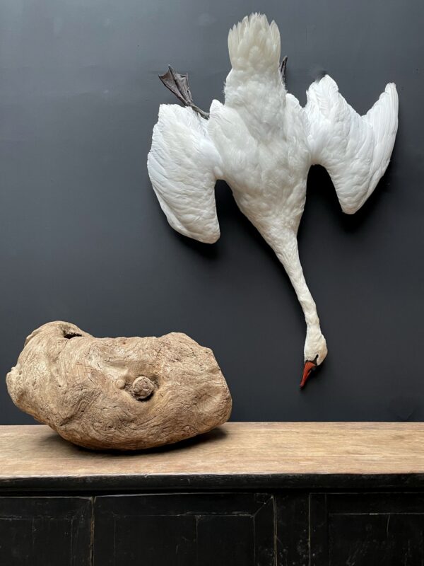 Stuffed mute swan as a still life