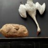 Stuffed mute swan as a still life