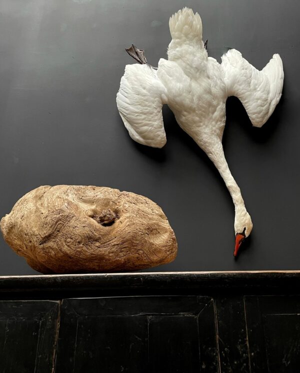 Stuffed mute swan as a still life