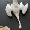 Stuffed mute swan as a still life