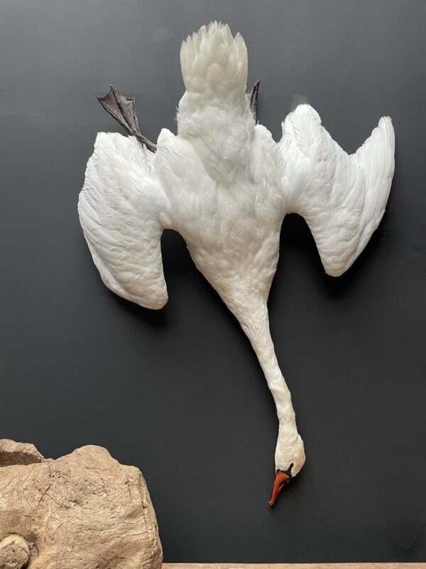 Stuffed mute swan as a still life