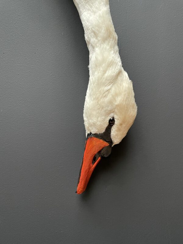 Stuffed mute swan as a still life