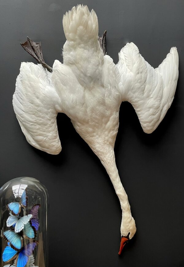 Stuffed mute swan as a still life