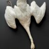 Stuffed mute swan as a still life