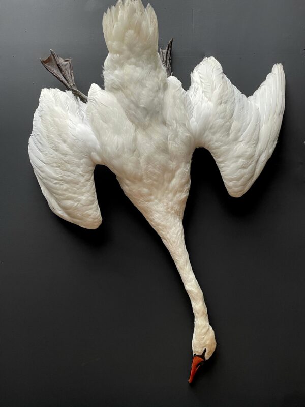 Stuffed mute swan as a still life