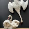 Stuffed mute swan as a still life