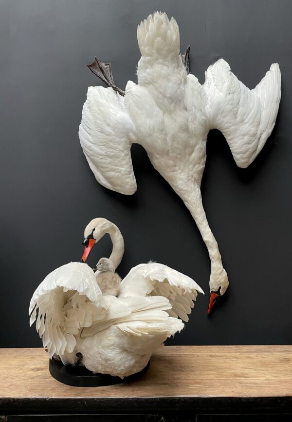 Stuffed mute swan as a still life