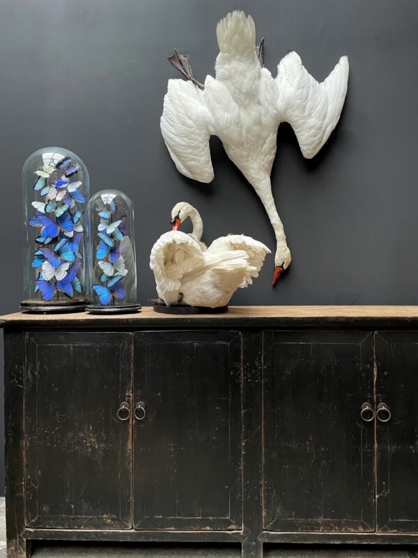 Stuffed mute swan as a still life