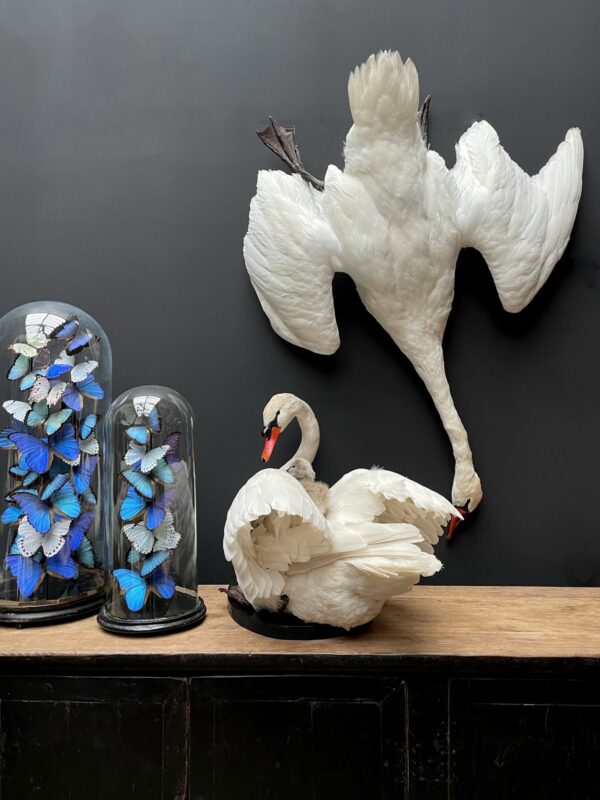 Stuffed mute swan as a still life