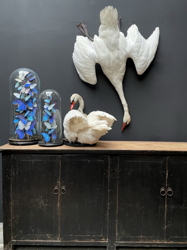 Stuffed mute swan as a still life