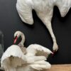 Stuffed mute swan as a still life