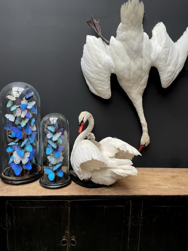 Stuffed mute swan as a still life