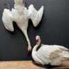 Stuffed mute swan as a still life