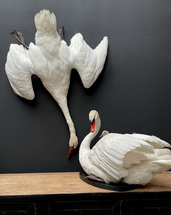 Stuffed mute swan as a still life