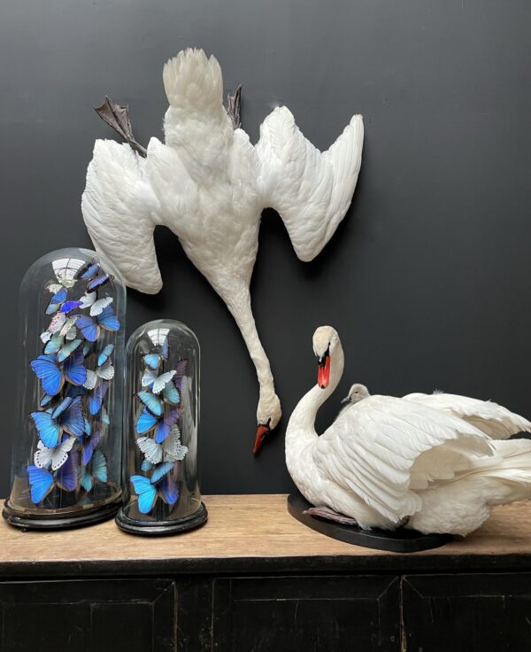 Stuffed mute swan as a still life