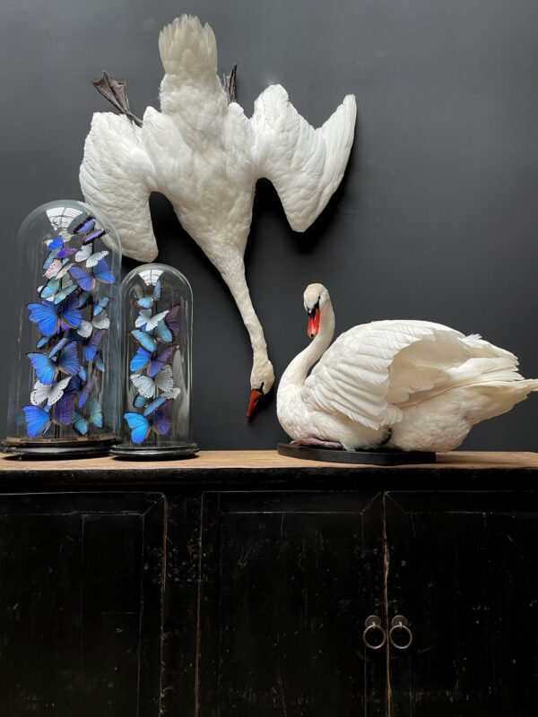 Stuffed mute swan as a still life