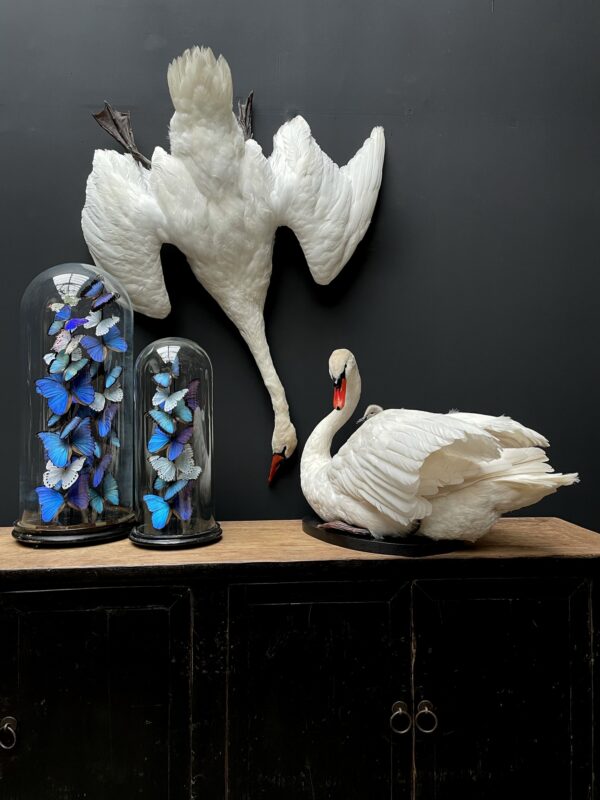 Stuffed mute swan as a still life