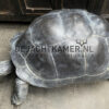 Replica of a Seychelles giant tortoise