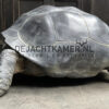 Replica of a Seychelles giant tortoise