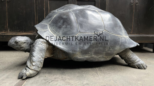 Levensechte replica van een Seychellenreuzenschildpad