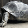 Replica of a Seychelles giant tortoise