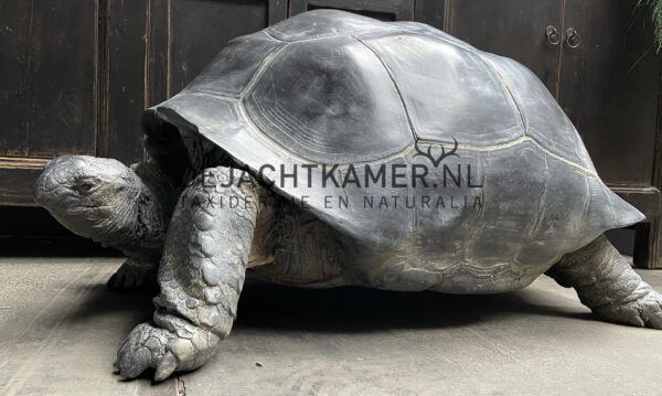 Levensechte replica van een Seychellenreuzenschildpad