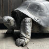 Replica of a Seychelles giant tortoise