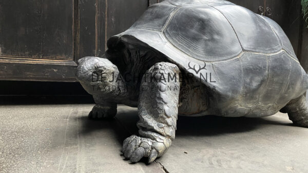 Replica of a Seychelles giant tortoise