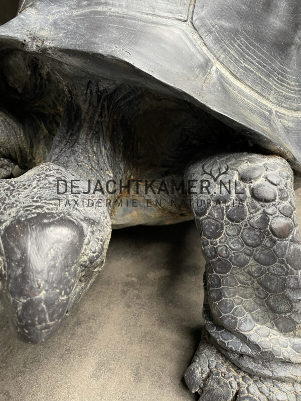 Replica of a Seychelles giant tortoise