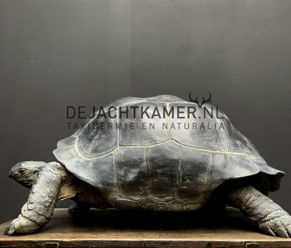 Levensechte replica van een Seychellenreuzenschildpad