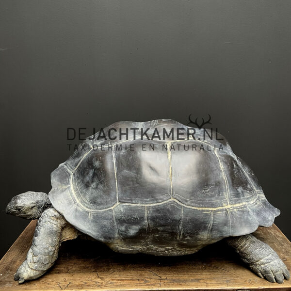 Replica of a Seychelles giant tortoise