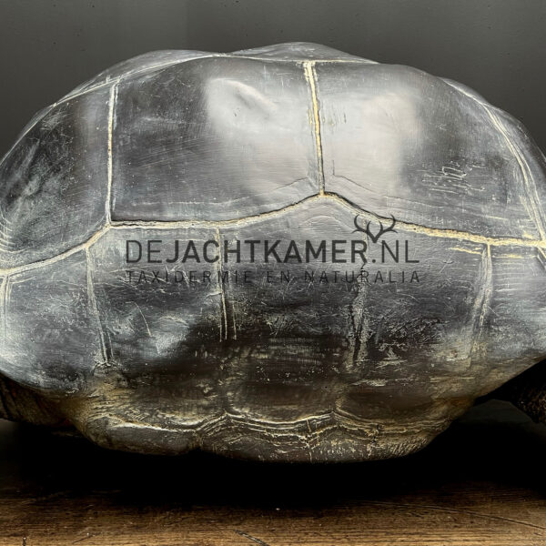 Levensechte replica van een Seychellenreuzenschildpad